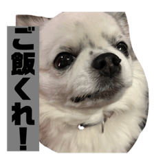 [LINEスタンプ] ココぶー
