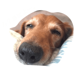 [LINEスタンプ] かきぴーちゃん