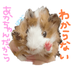 [LINEスタンプ] プルプルすたんぷ ナップルちゃん