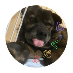 [LINEスタンプ] しゃーちゃんの毎日