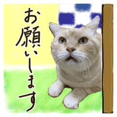 [LINEスタンプ] 【大人猫】毎日使える気遣いスタンプ 敬語