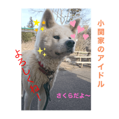 [LINEスタンプ] 愛犬さくらの心温まる日常スタンプ