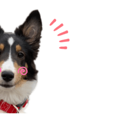 [LINEスタンプ] シェルティトライ❤︎2