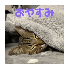 [LINEスタンプ] モカカモスタンプ