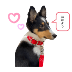 [LINEスタンプ] シェルティトライ❤︎