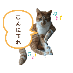 [LINEスタンプ] Everyday of cat's①