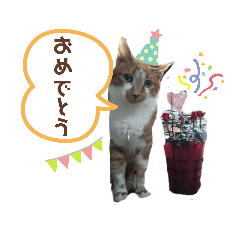 [LINEスタンプ] Everyday of cat's②