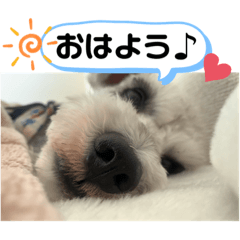 [LINEスタンプ] シュナのサニーちゃん♀と黒豆くん♂