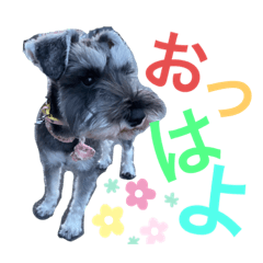 [LINEスタンプ] シュナのしゃん＆あんず