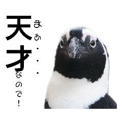 [LINEスタンプ] ケープペンギンの日常