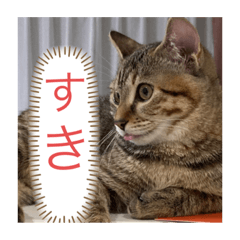 [LINEスタンプ] ねこちゃんスタンプ（てて）