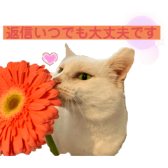 [LINEスタンプ] 白猫スノーの日常4