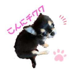 [LINEスタンプ] チワワのチャーリー 1+
