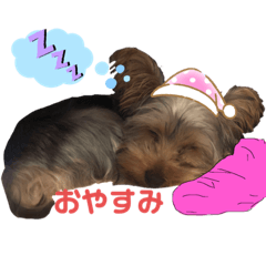 [LINEスタンプ] むぎ（犬）のすたんぷ