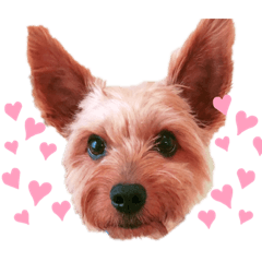 [LINEスタンプ] ヨーキー♡COCO①