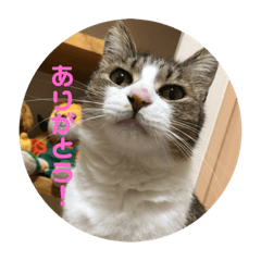 [LINEスタンプ] 可愛いふくちゃん。