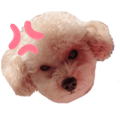 [LINEスタンプ] ぷちゃんすたんぷ