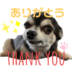 [LINEスタンプ] シンバスタンプ vol 2