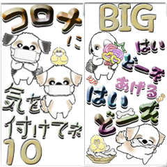 [LINEスタンプ] 【Big】新シーズー犬10『いつもの言葉』