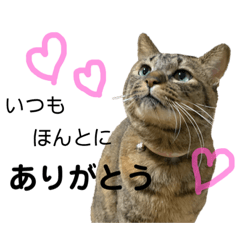 [LINEスタンプ] 猫 あいさつ