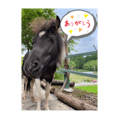 [LINEスタンプ] お馬さんと笑う。