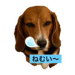 [LINEスタンプ] いぬすたんぷ1