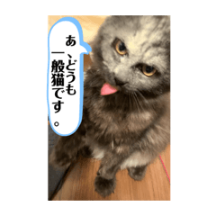 [LINEスタンプ] ゆきまろと蘭丸