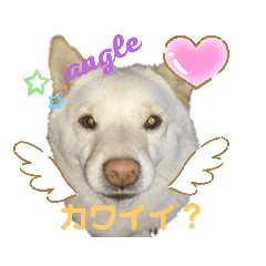 [LINEスタンプ] 白柴こころのココロ
