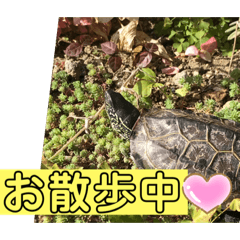 [LINEスタンプ] はーちゃんのかめいっぱいスタンプ3