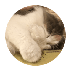 [LINEスタンプ] とにかく可愛いももちゃんのスタンプ