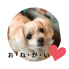 [LINEスタンプ] マルチーズ   ララちゃんスタンプ