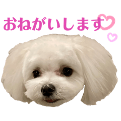 [LINEスタンプ] Tinoくんスタンプ(お返事)