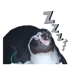 [LINEスタンプ] フンボルトペンギンの日常