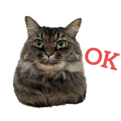 [LINEスタンプ] 猫のムタオ