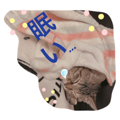 [LINEスタンプ] 猫の2日目ルーティン