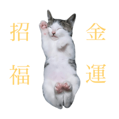 [LINEスタンプ] ハチワレ 銀さん