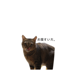 [LINEスタンプ] うちんくの猫