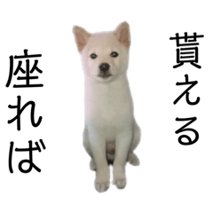 [LINEスタンプ] 芝犬シロタロースタンプ 幼少期