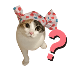 [LINEスタンプ] ぽっちゃり三毛猫チャック