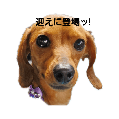 [LINEスタンプ] ワンッフレーズ