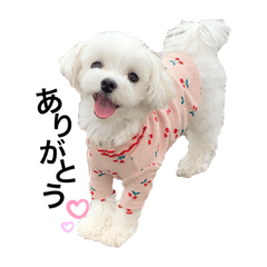 [LINEスタンプ] マルチーズ ココちゃん♪