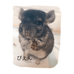 [LINEスタンプ] チンチラのラムネ