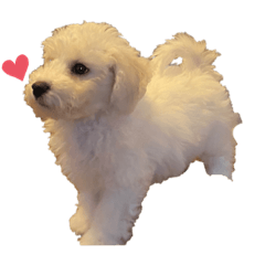 [LINEスタンプ] ビションフリーゼのいっぺー