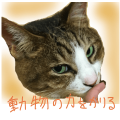 [LINEスタンプ] わたしが使う動物スタンプ