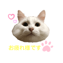 [LINEスタンプ] べにちゃん3