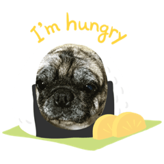 [LINEスタンプ] パグ犬のマル