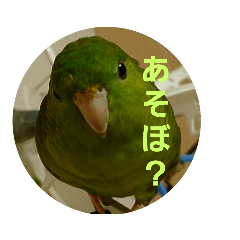 [LINEスタンプ] サザナミインコ～うちの子スタンプ～