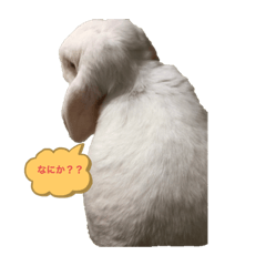 [LINEスタンプ] モフモフゆきこちゃん