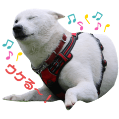 [LINEスタンプ] 紀州犬ハクのスタンプ4