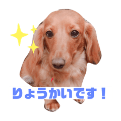 [LINEスタンプ] 佐藤家のココちゃん1